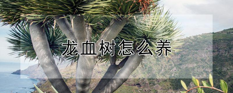 龙血树怎么养 龙血树怎么养才茂盛