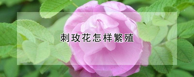 刺玫花怎样繁殖 刺玫瑰花怎样繁殖