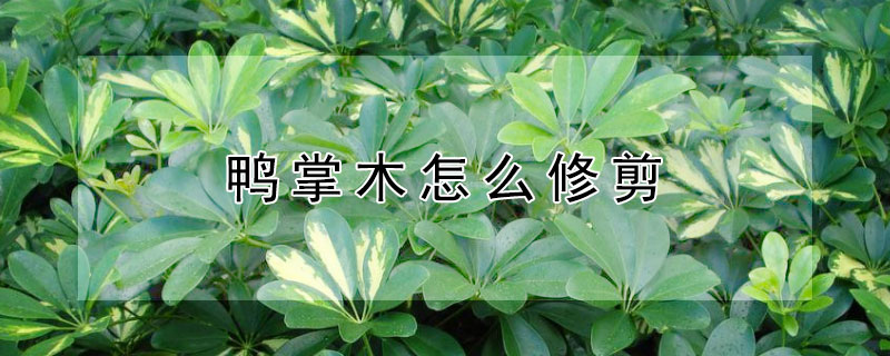 鸭掌木怎么修剪（盆栽鸭掌木怎么修剪）