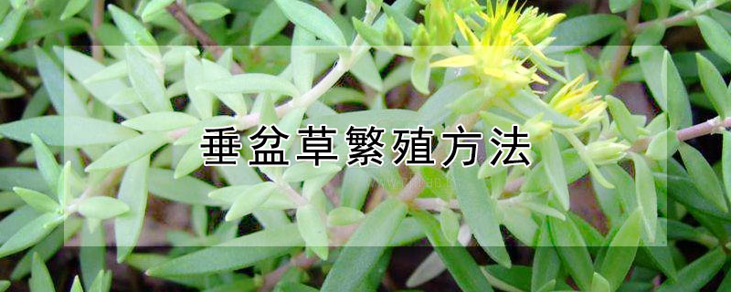 垂盆草繁殖方法（垂盆草繁殖方法视频）