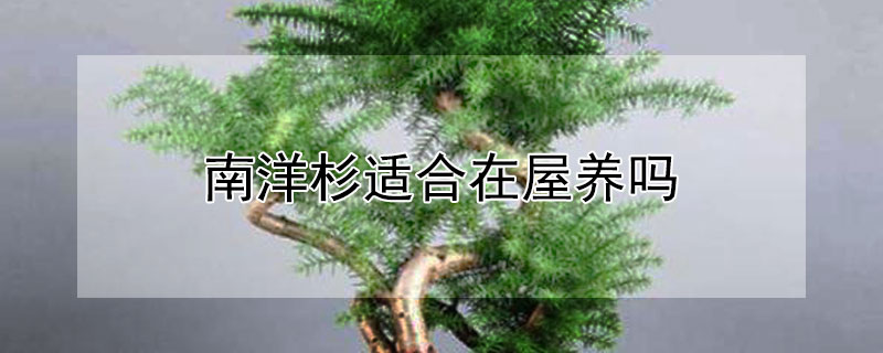 南洋杉适合在屋养吗（南洋杉适合放在家里吗）