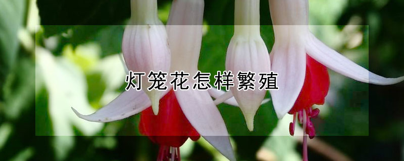 灯笼花怎样繁殖 灯笼花怎么繁殖