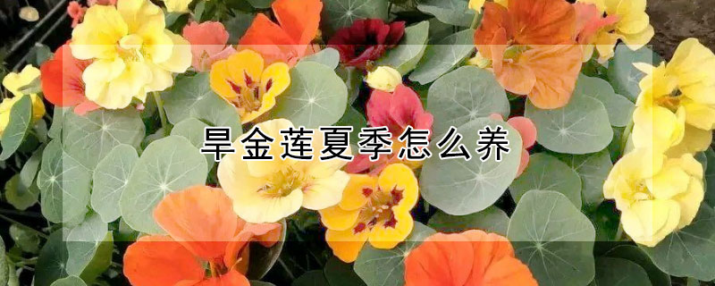 旱金莲夏季怎么养（旱金莲怎么过夏天）