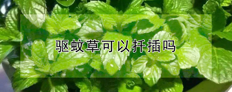驱蚊草可以扦插吗 驱蚊草可以扦插吗图片