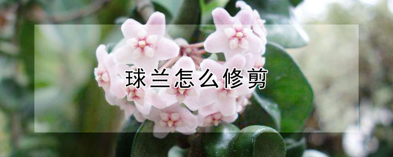 球兰怎么修剪 球兰怎么修剪视频
