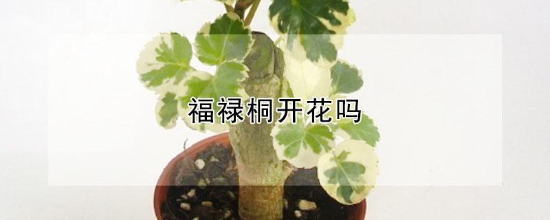 福禄桐开花吗（福禄桐开花吗有毒吗）