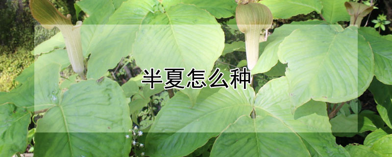 半夏怎么种 半夏怎么种植