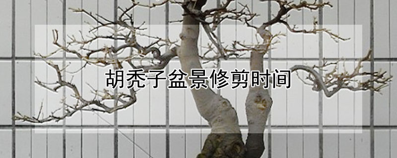 胡秃子盆景修剪时间（胡秃子盆景什么时候修剪）