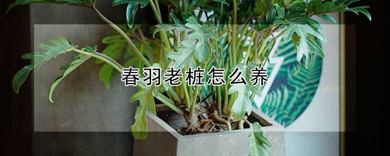 春羽老桩怎么养 春羽老桩怎么养护和管理