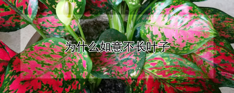 为什么如意不长叶子 如意花为什么不长