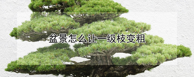 盆景怎么让一级枝变粗（盆景一级枝多粗截短）