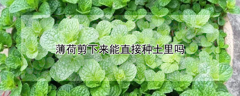薄荷剪下来能直接种土里吗 薄荷可以剪根吗