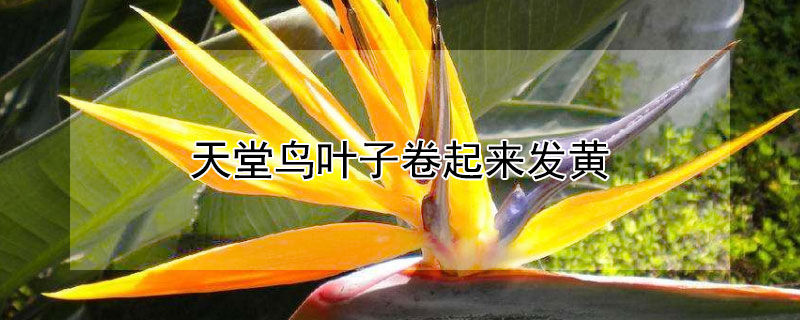 天堂鸟叶子卷起来发黄（天堂鸟叶子卷起来发黄怎么办）
