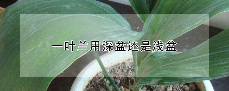一叶兰用深盆还是浅盆（一叶兰用深盆还是浅盆养）