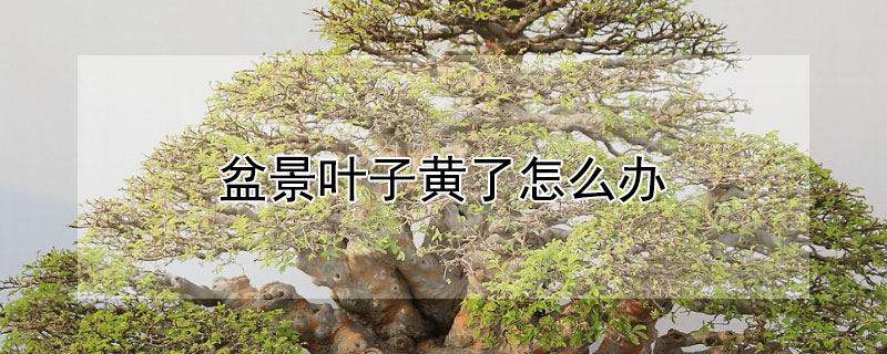盆景叶子黄了怎么办（盆景叶子发黄怎么治）
