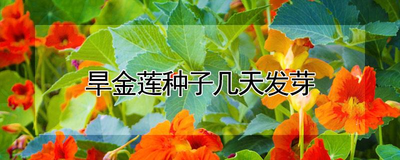 旱金莲种子几天发芽 旱金莲种子几天能发芽