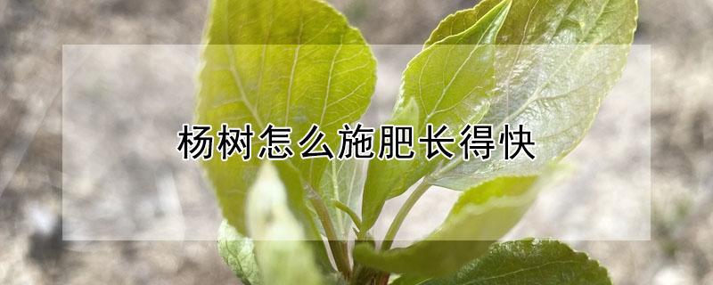 杨树怎么施肥长得快 杨树怎么施肥长得快些