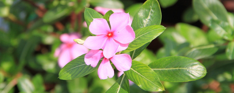 紫荆花怎么过冬（紫荆花在北方怎么过冬）