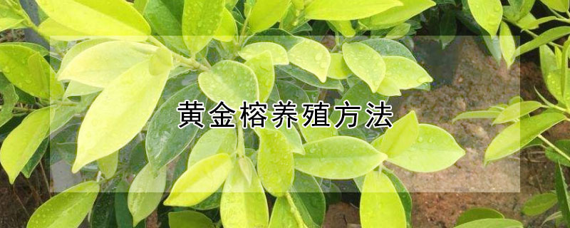 黄金榕养殖方法 黄金榕养殖方法和技术