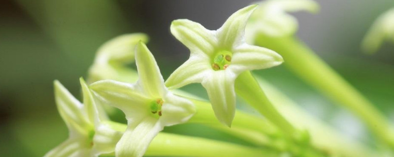 夜来香花怎么养 夜来香花怎么养殖