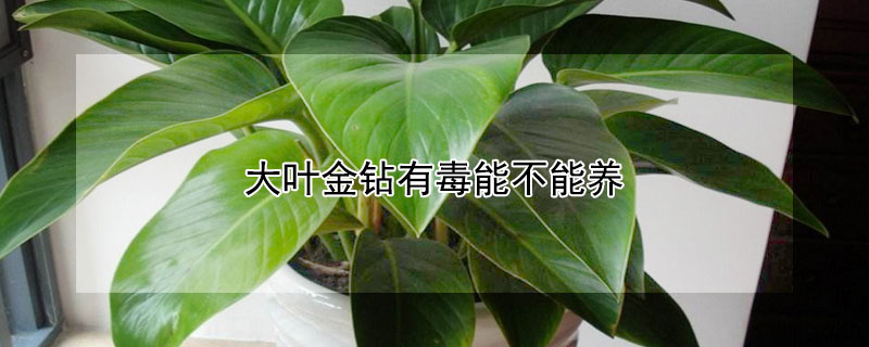 大叶金钻有毒能不能养（大叶金钻毒性大吗）
