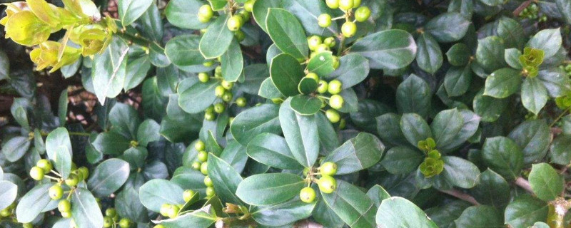 米兰花秋季怎么浇水 米兰花秋季怎么浇水视频