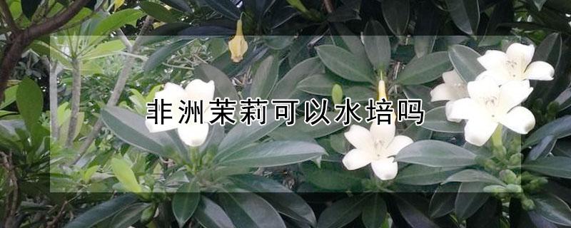 非洲茉莉可以水培吗 非洲茉莉可以水培吗怎么养