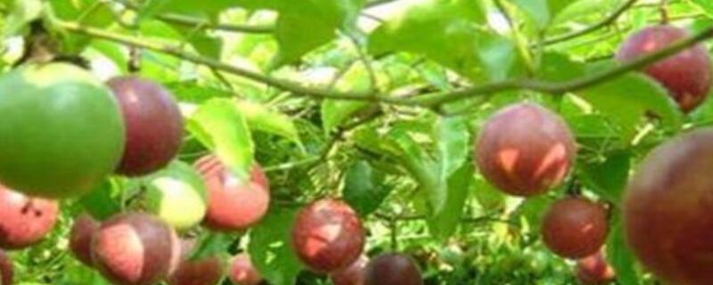 百香果怎么促花芽分化 百香果怎么促花芽分化的