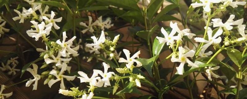 风车茉莉的秋季养护（风车茉莉的秋季养护措施）