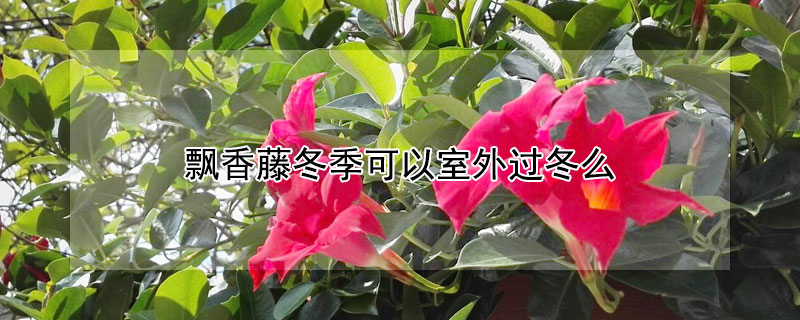 飘香藤冬季可以室外过冬么 飘香藤室外能越冬吗