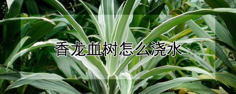 香龙血树怎么浇水（香龙血树怎样浇水）