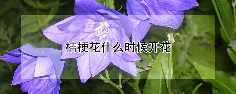桔梗花什么时候开花 桔梗花什么时候开花结果