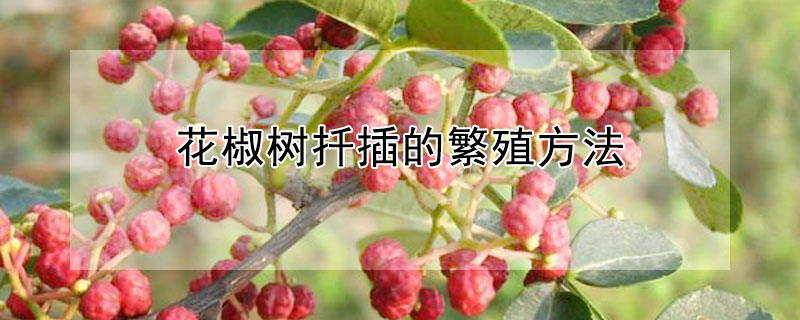 花椒树扦插的繁殖方法（花椒树扦插方法视频）