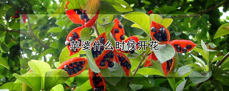 苹婆什么时候开花（苹婆什么时候可以摘）
