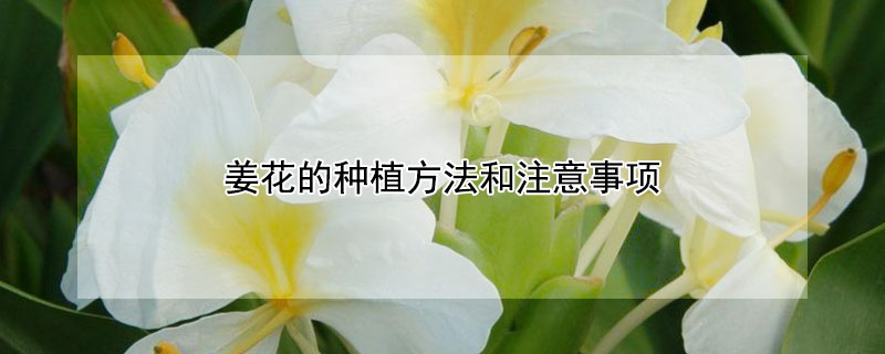 姜花的种植方法和注意事项（姜花的种植方法和注意事项有哪些）