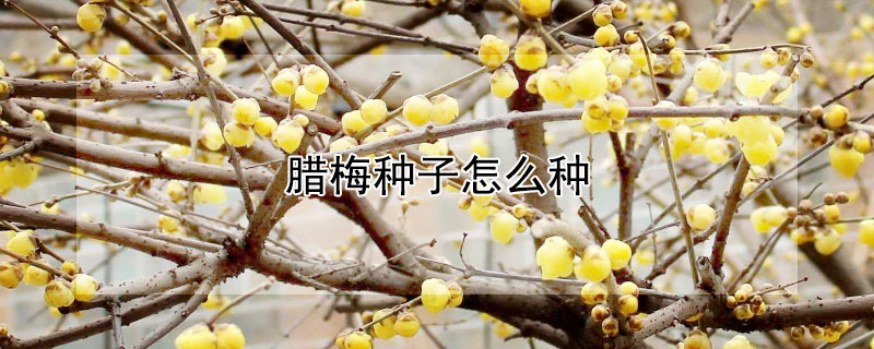腊梅种子怎么种 腊梅种子怎么种才能发芽,能把外壳剥开去掉吗?