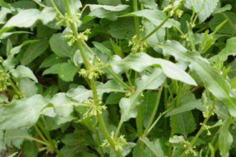 板蓝根种植技术