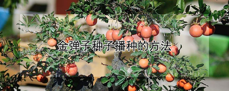 金弹子种子播种的方法 金弹子种子播种的方法视频