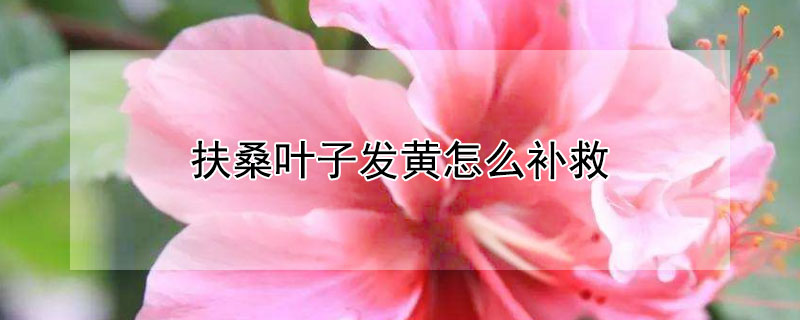 扶桑叶子发黄怎么补救 扶桑叶子发黄是什么原因