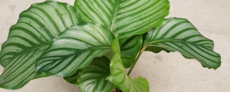 青苹果竹芋换盆方法（青苹果竹芋怎么换盆）