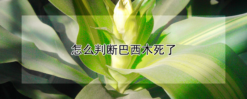 怎么判断巴西木死了 如何判断巴西木是否成活