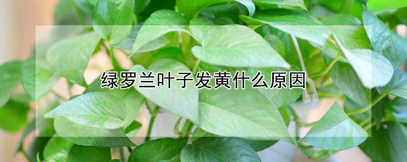 绿罗兰叶子发黄什么原因 绿罗兰叶子发黄什么原因引起的