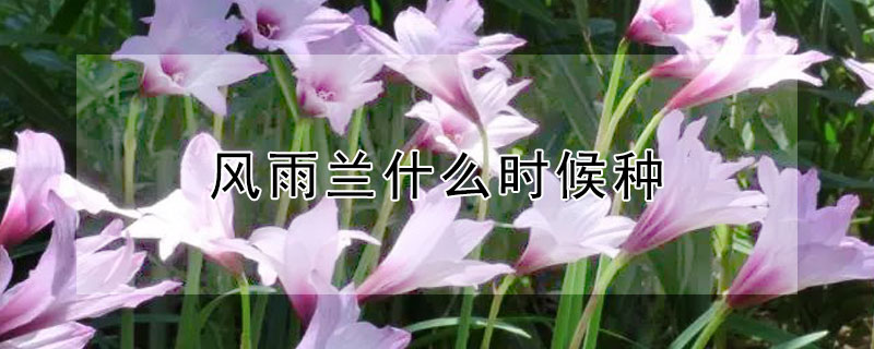 风雨兰什么时候种（风雨兰什么时候种合适）