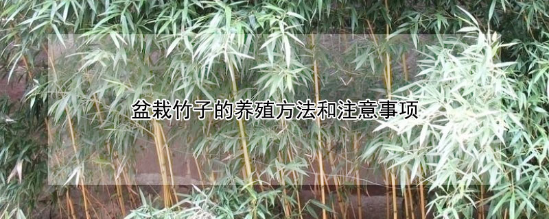盆栽竹子的养殖方法和注意事项 5种适合室内养的竹子