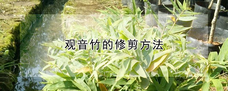 观音竹的修剪方法 观音竹怎样修剪好看