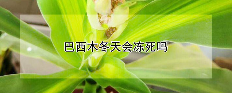 巴西木冬天会冻死吗（巴西木冬天怕冻吗）