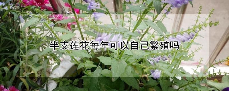 半支莲花每年可以自己繁殖吗 半支莲花几点开花