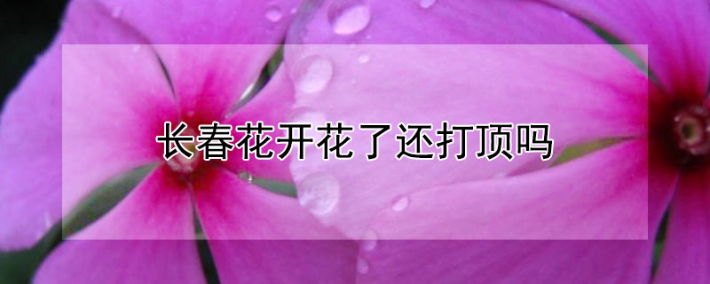 长春花开花了还打顶吗（长春花开花后怎么办）