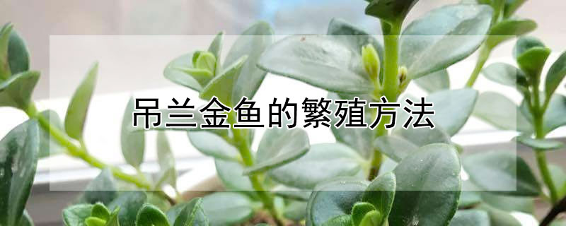 吊兰金鱼的繁殖方法 吊兰金鱼怎么繁殖
