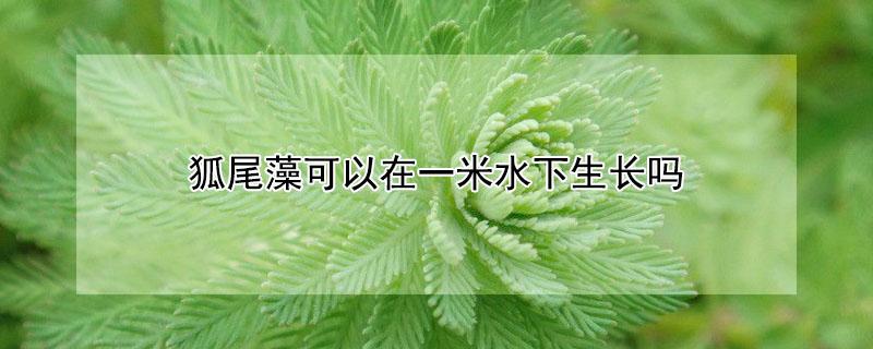 狐尾藻可以在一米水下生长吗 狐尾藻可以在一米水下生长吗图片